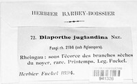 Diaporthe juglandina image